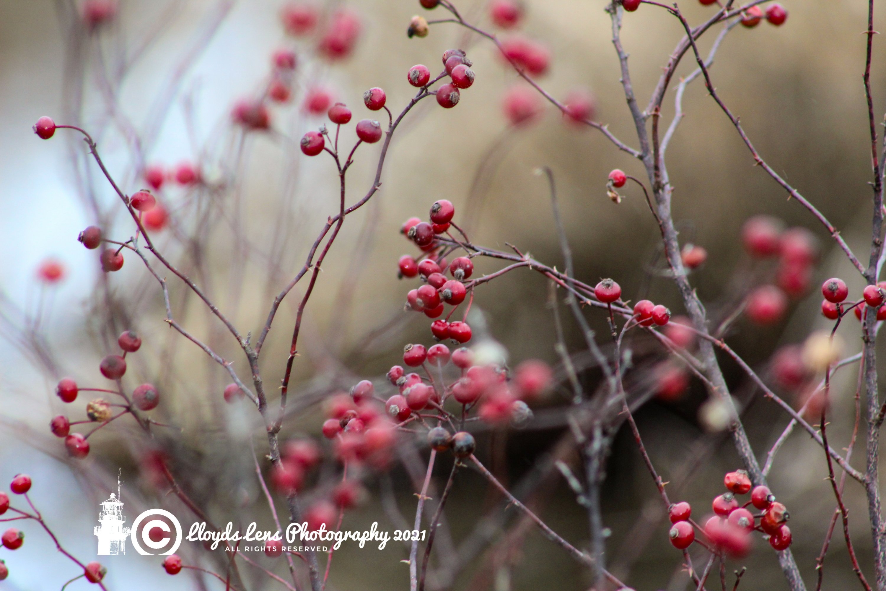 A Winter's Harvest 20921