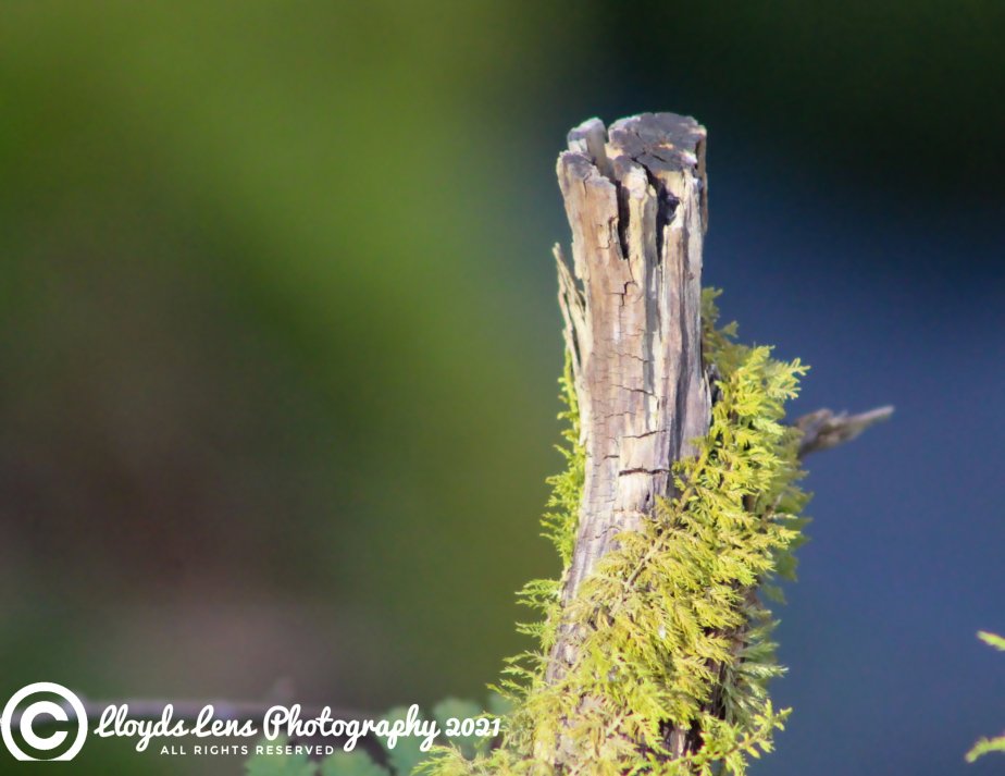 A Moment Of Peace On The Forest&nbsp;Edge