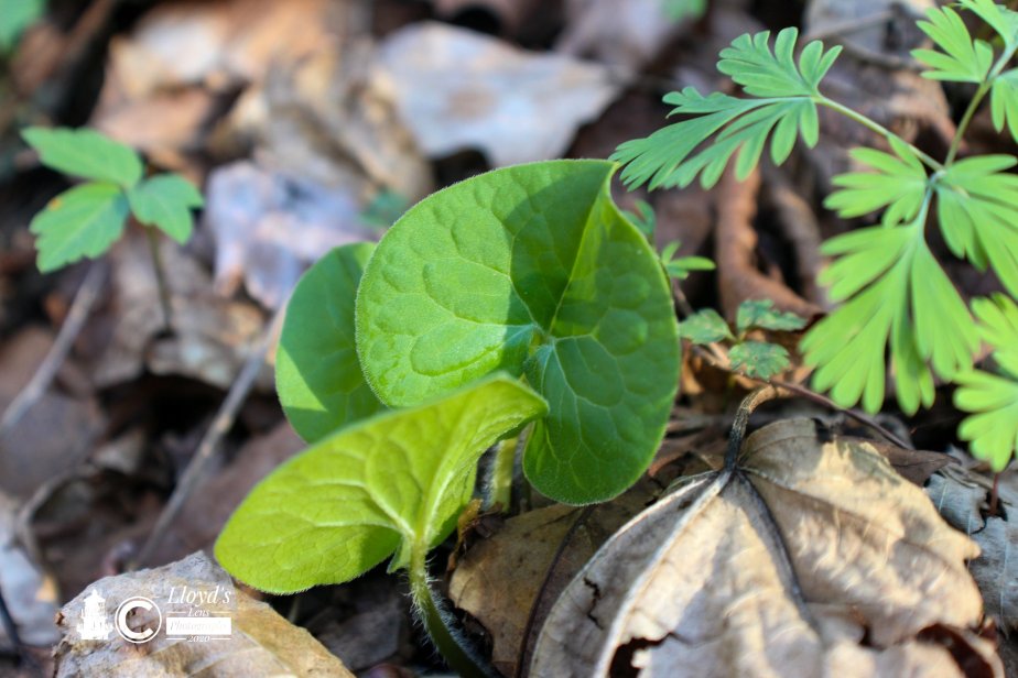 Waiting On The Symphony Of&nbsp;Spring