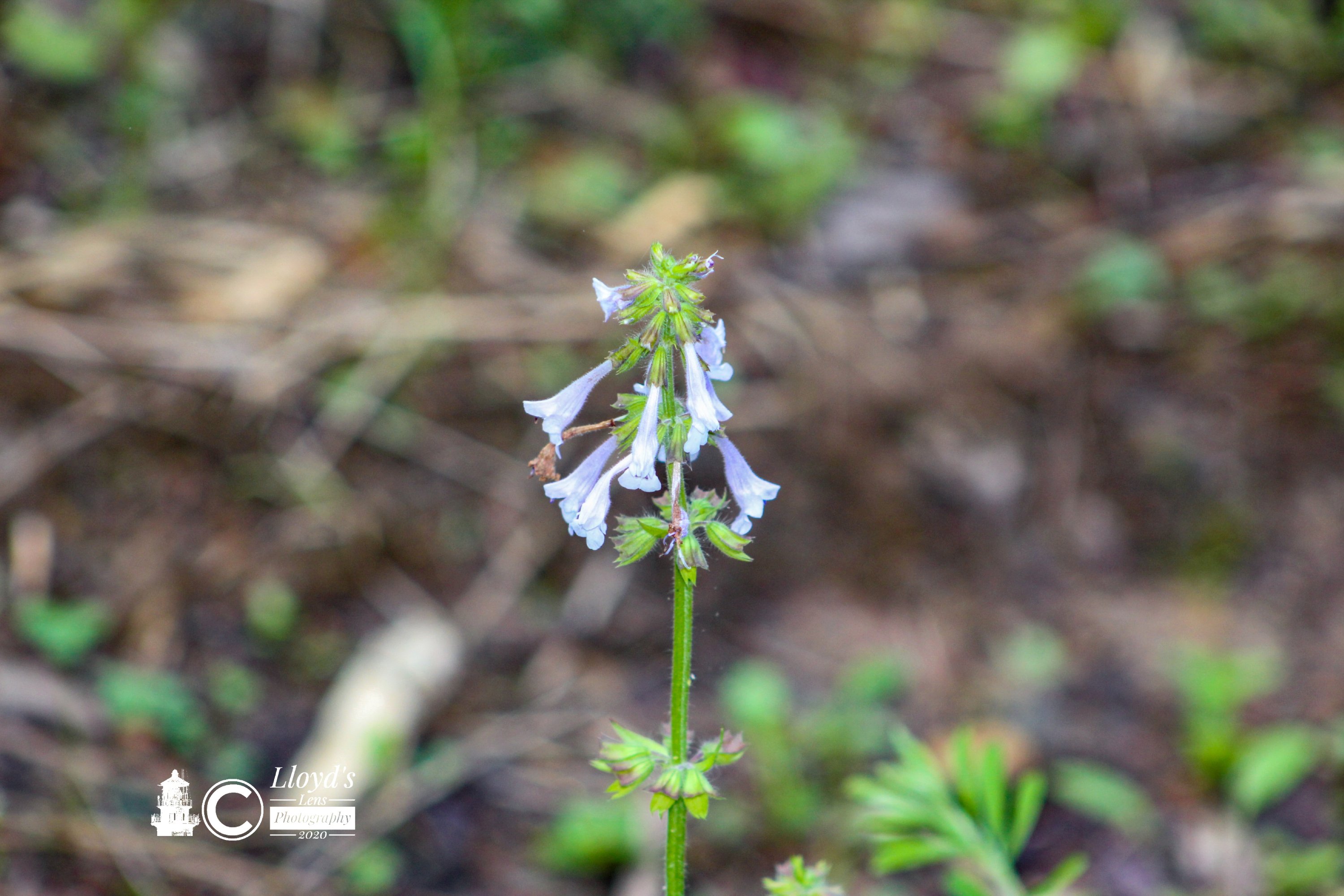 Lyre Leaf Sage 52720