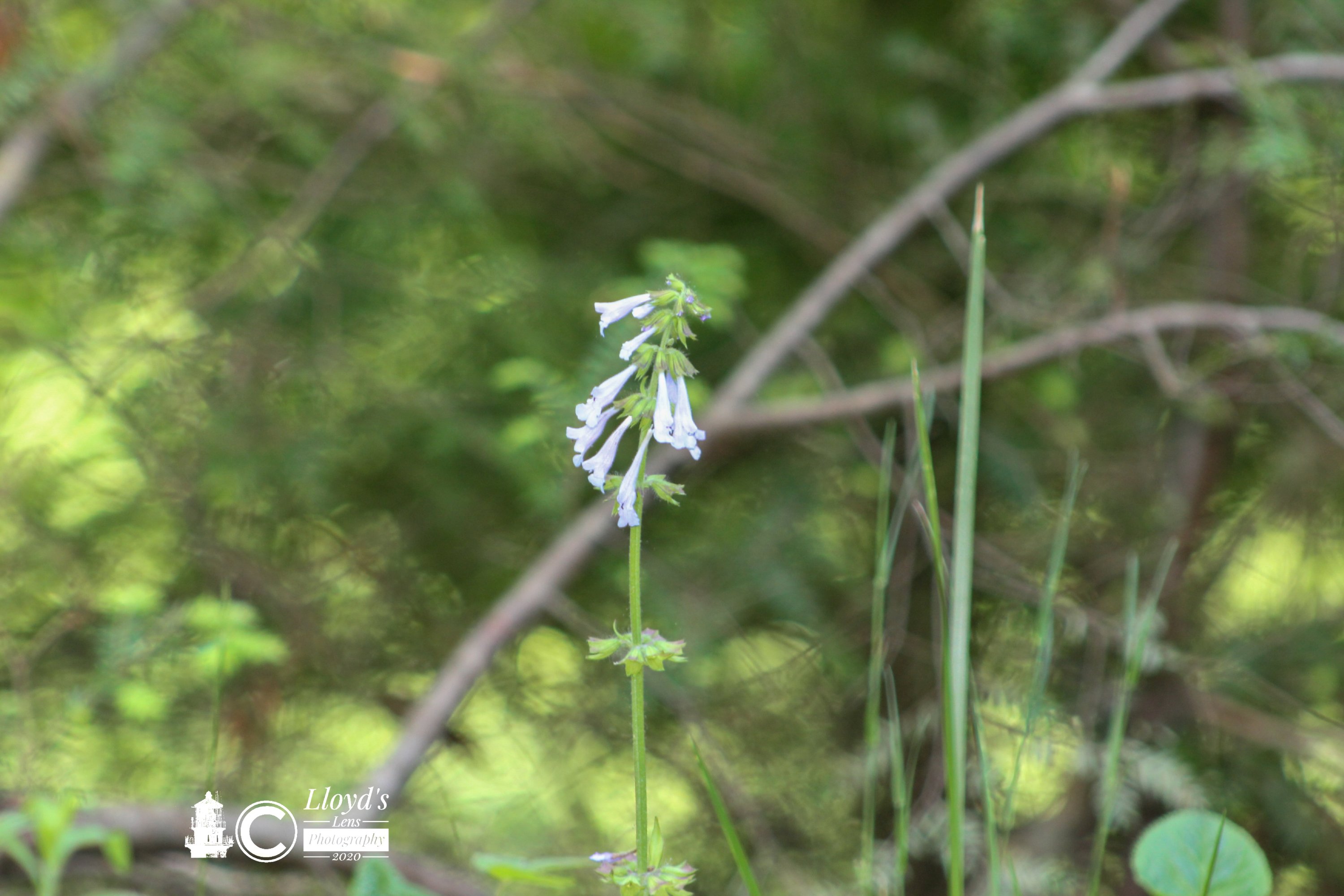 Lyre Leaf Sage 52720b