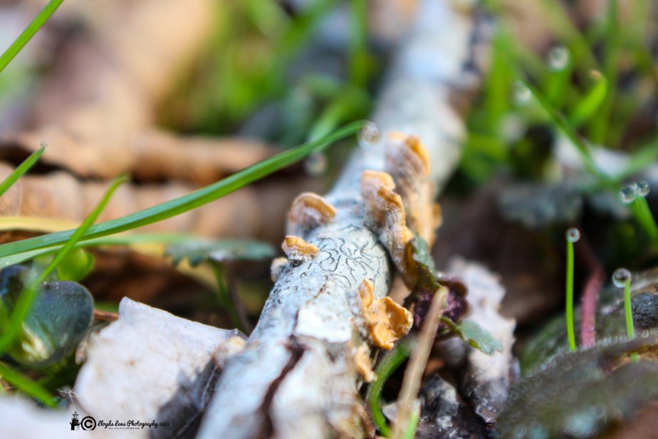 The False Turkey Tail&nbsp;Fungus