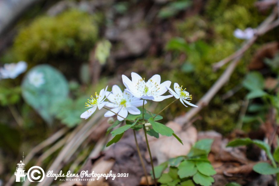 Little Blessings Of&nbsp;Spring