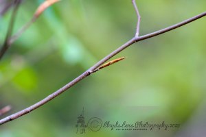 Humble Beginnings 41921b