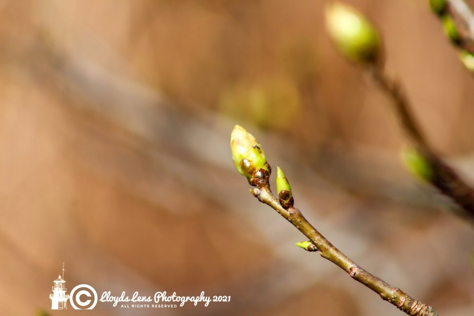 Emerging Life In Spring&nbsp;2021