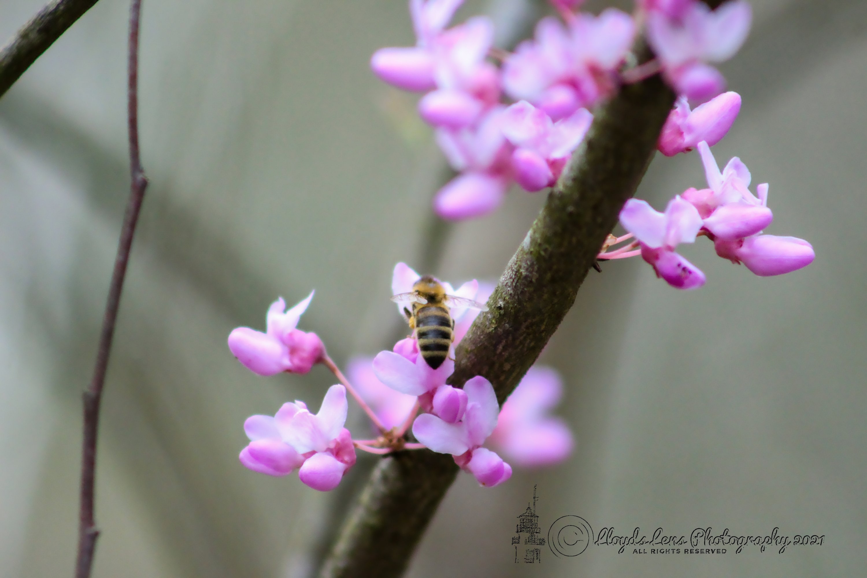 Redbud & Honeybee 41121