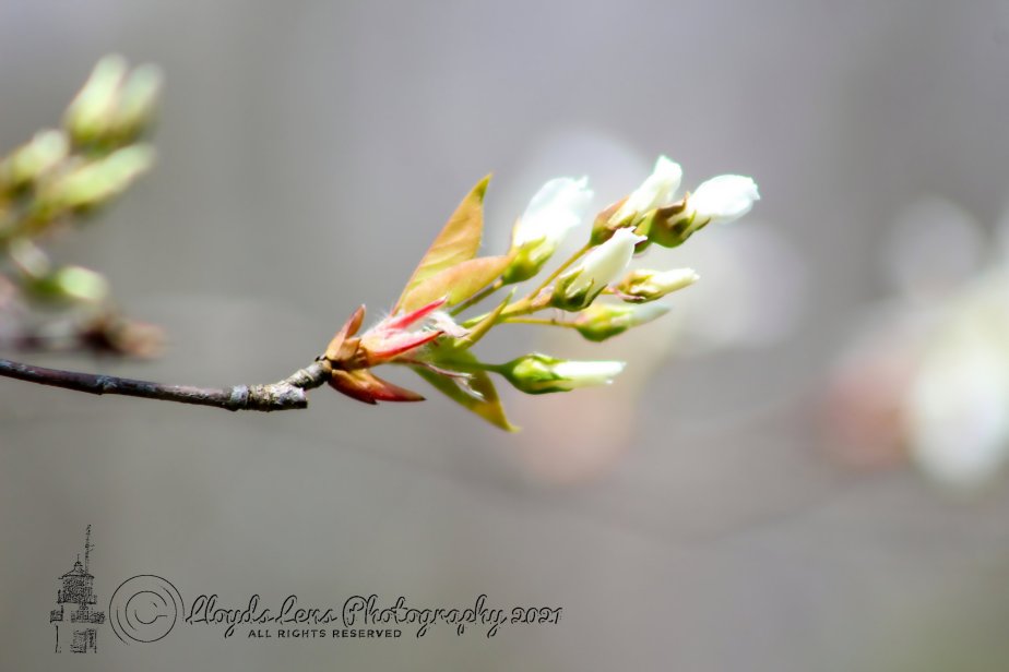 Echoes Of Spring & The Flilling Of The&nbsp;Lake