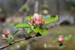 Apple Blossoms On Salmon Run Road 41321