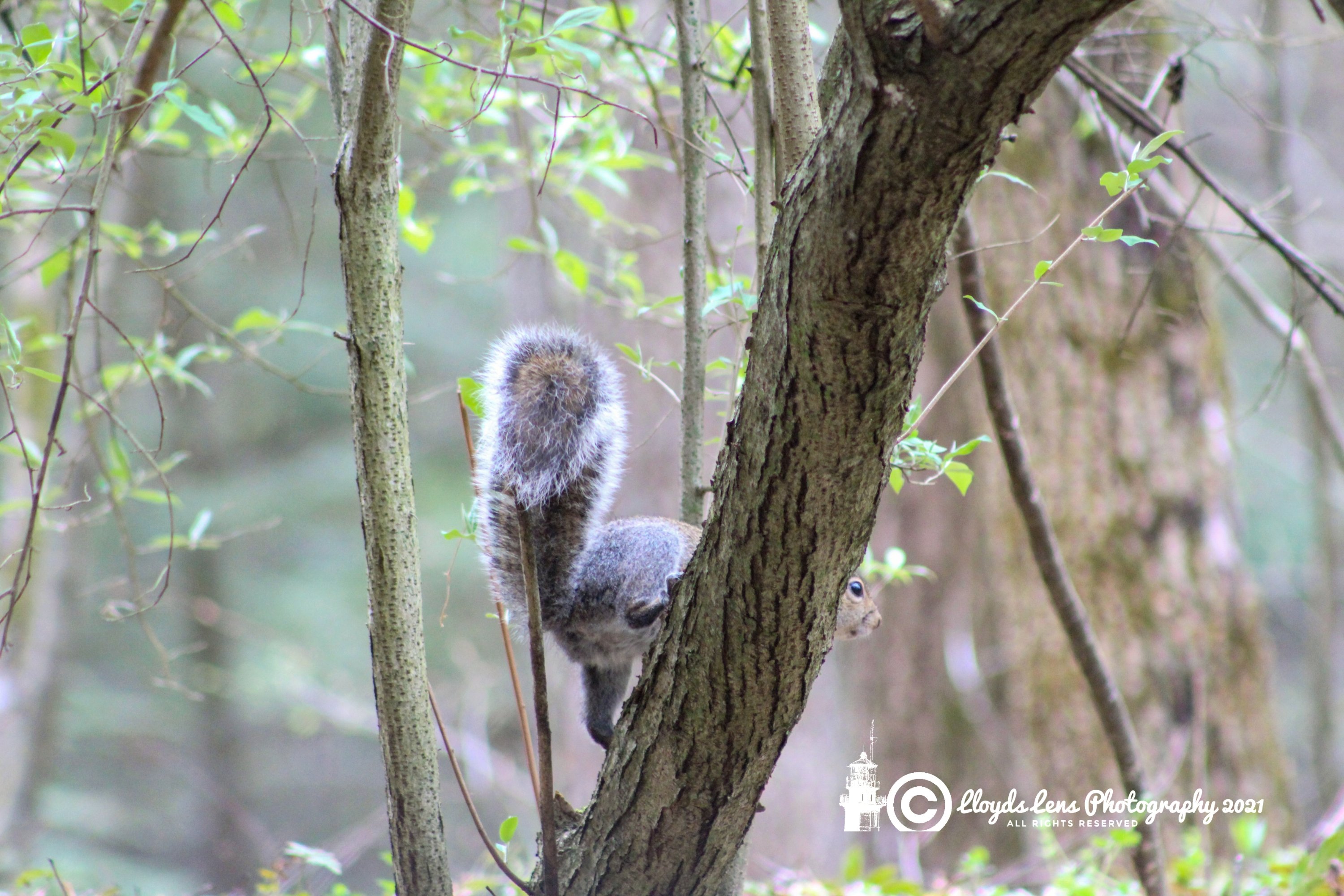 The Tattle Tale 41321