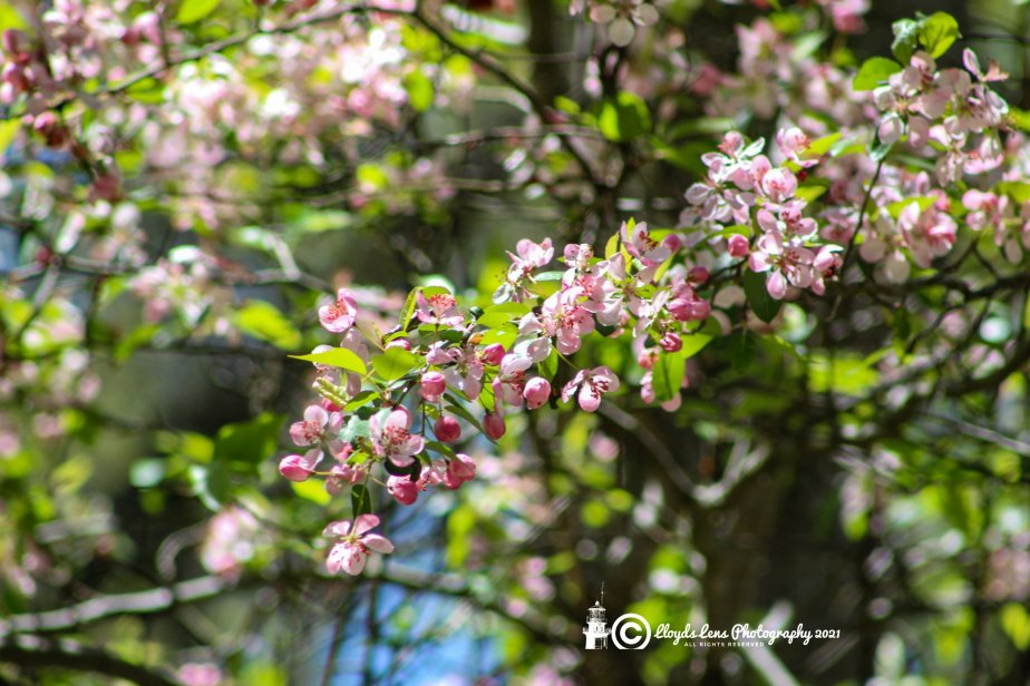 A Few Ponderings On Panther&nbsp;Mountain