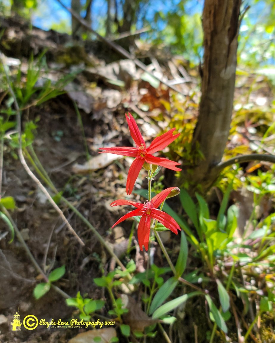 The Fire Pinks Of Panther Mountain & The Importance Of Native&nbsp;Species