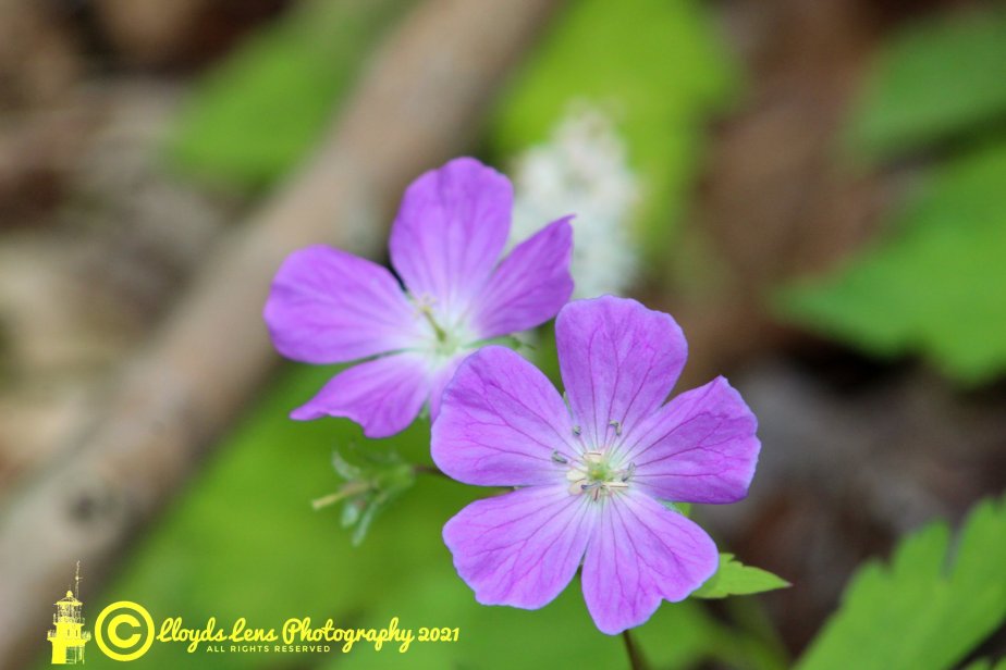 Mother’s Day Thoughts&nbsp;2021