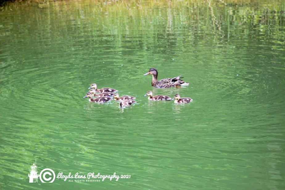 Things Are Just Ducky #18 A day out with the&nbsp;kids