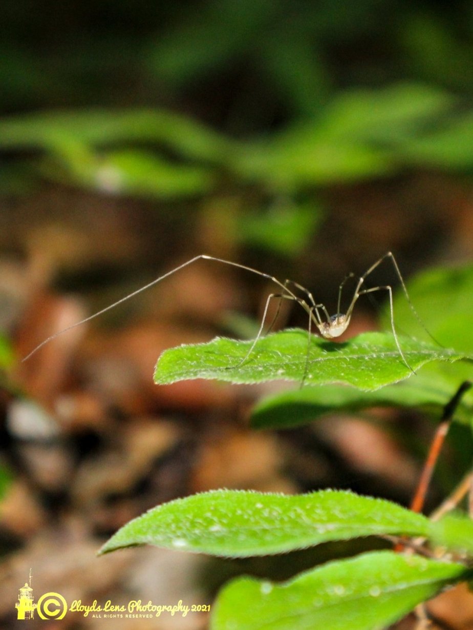 Granddaddy Long Legs