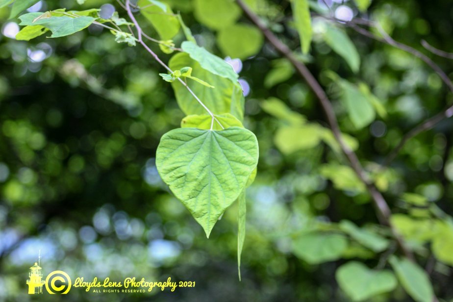 A Few Scattered Thoughts From The Heart Of The&nbsp;Forest