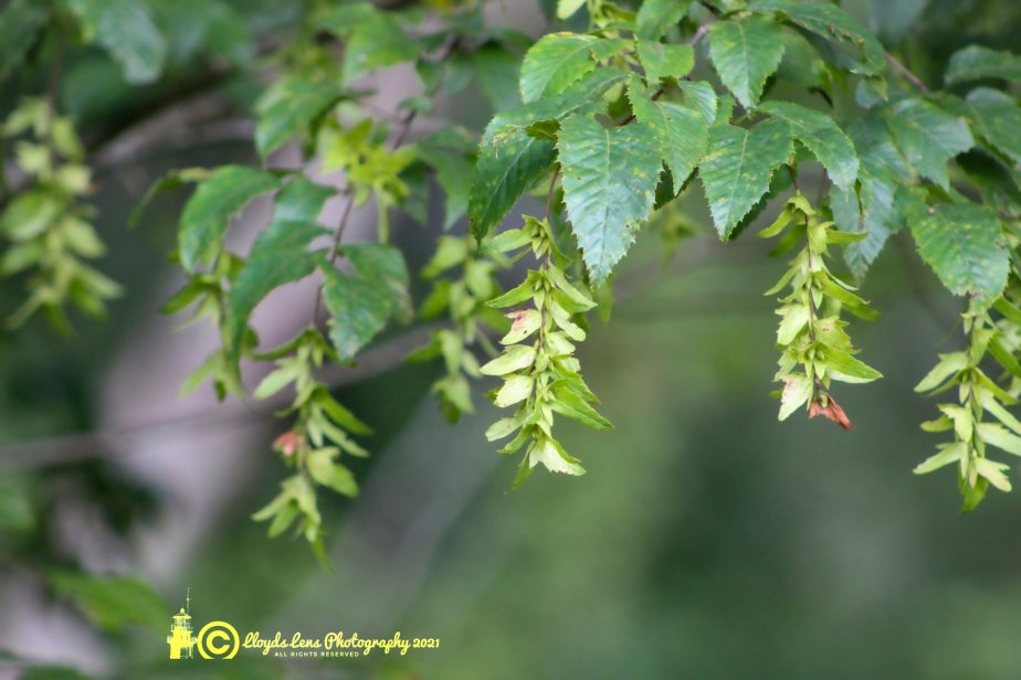 Learning To Carve&nbsp;Hornbeam