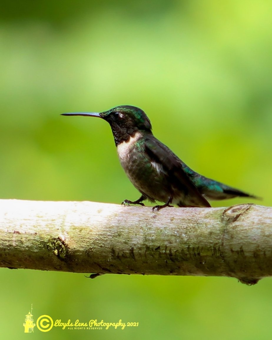 A Day With The&nbsp;Hummingbirds