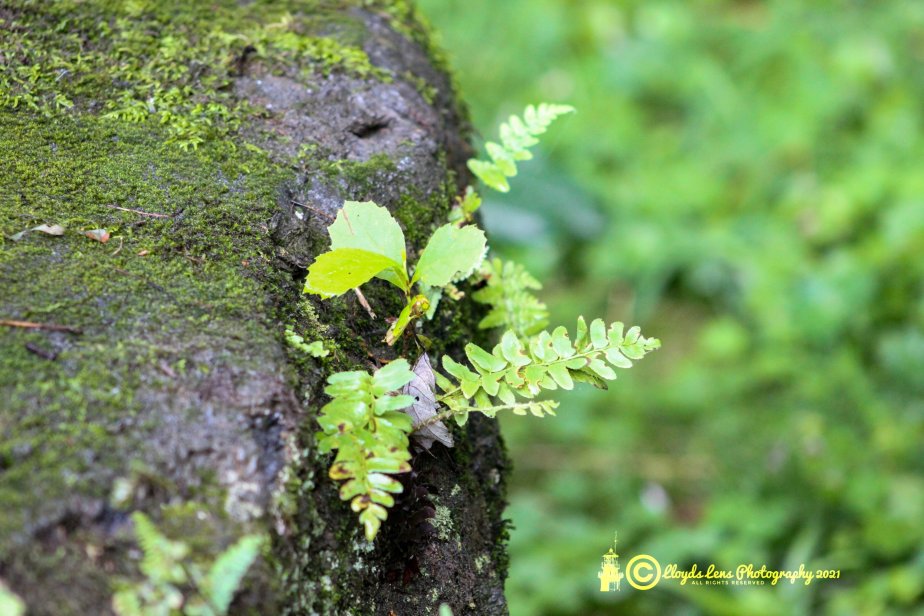 Growing Where You’re&nbsp;Planted