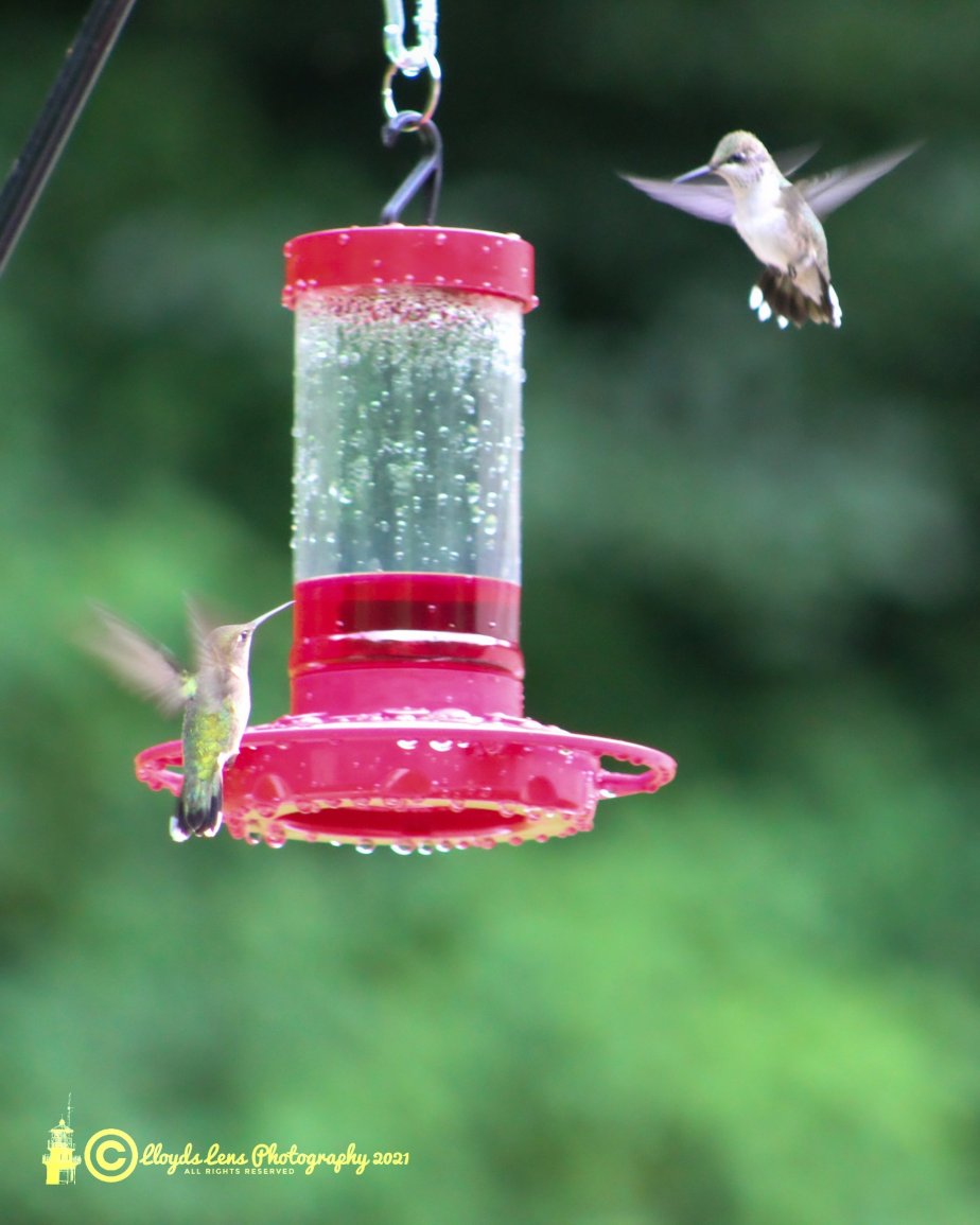 Dueling Hummingbirds & A Tip On What To Do About&nbsp;It