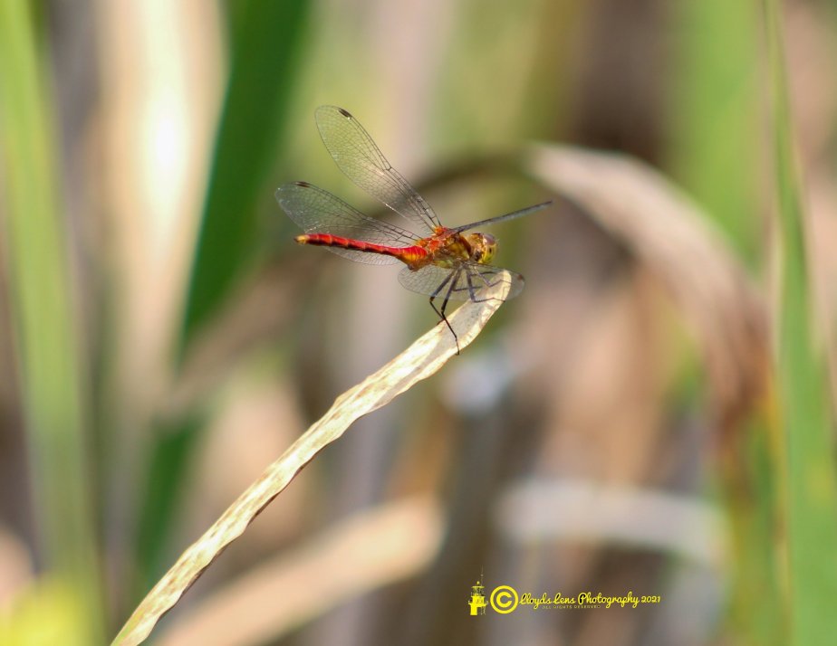 The Ruby Meadowhawk
