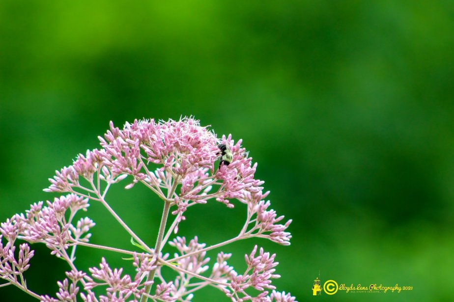 Late Summer Sweetness