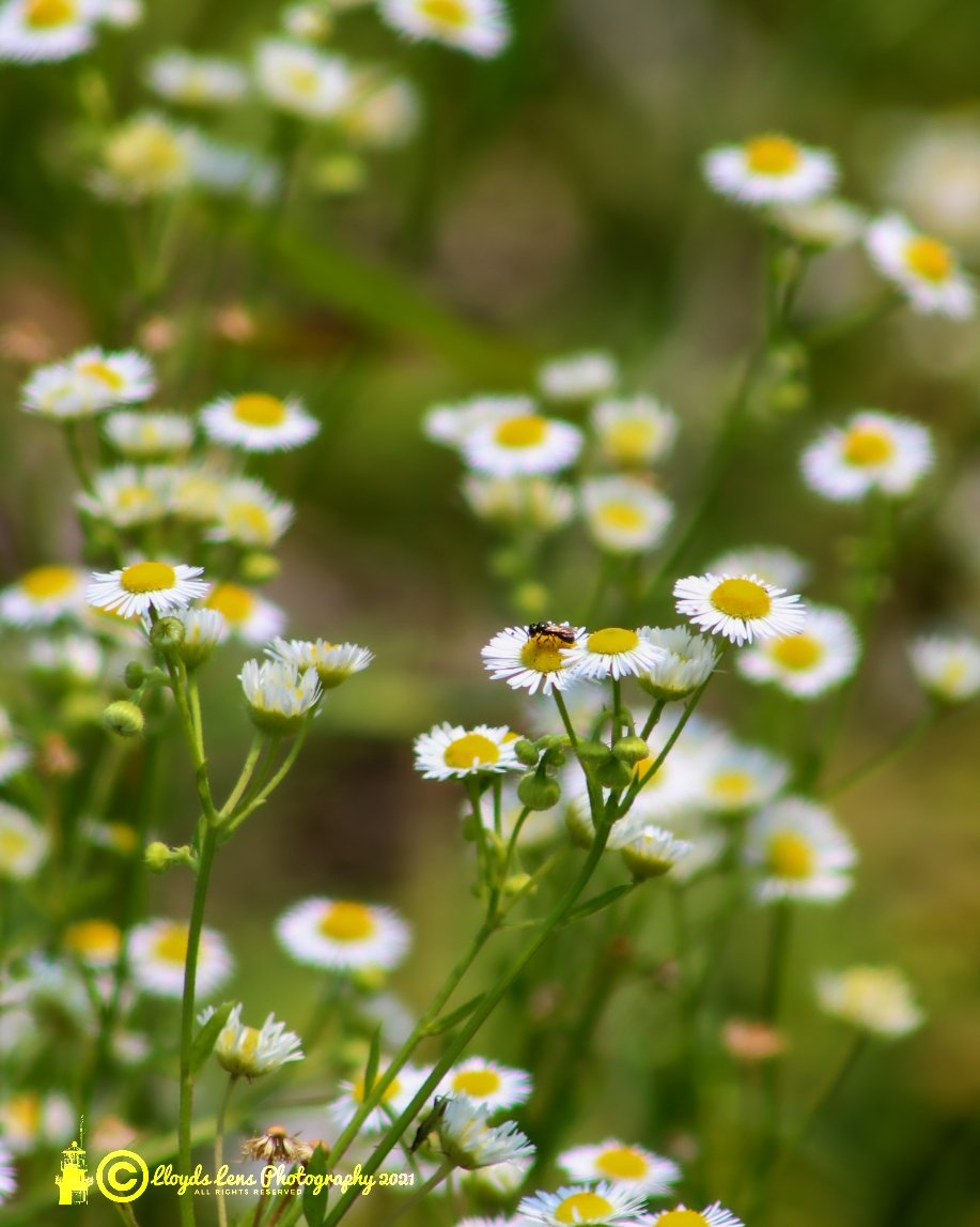 Tiny Blessings In The Form Of Sweat&nbsp;Bees