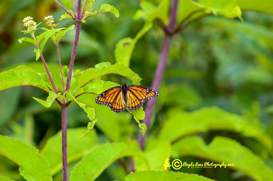 Viceroy Butterfly Encounter&nbsp;2021
