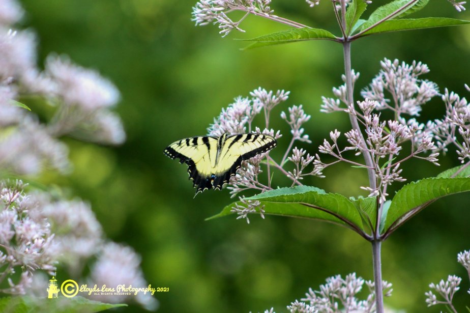 Tranquility After The&nbsp;Rain