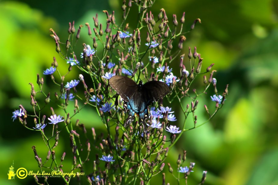 A Few Thoughts While Observing The&nbsp;Pollinators