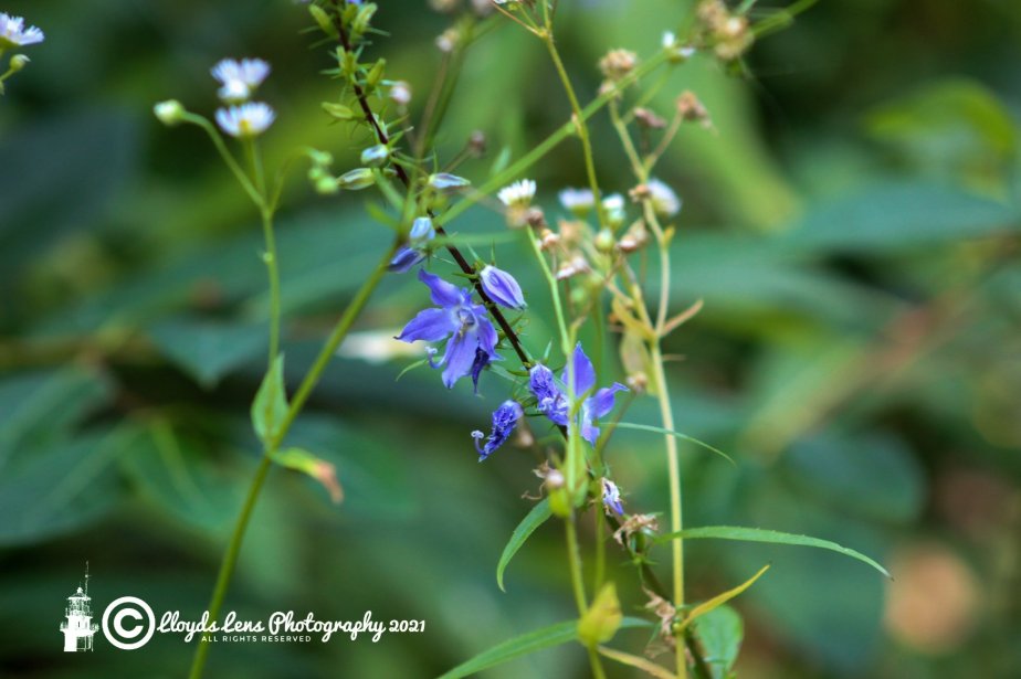Forage Friday #121 American&nbsp;Bellflower