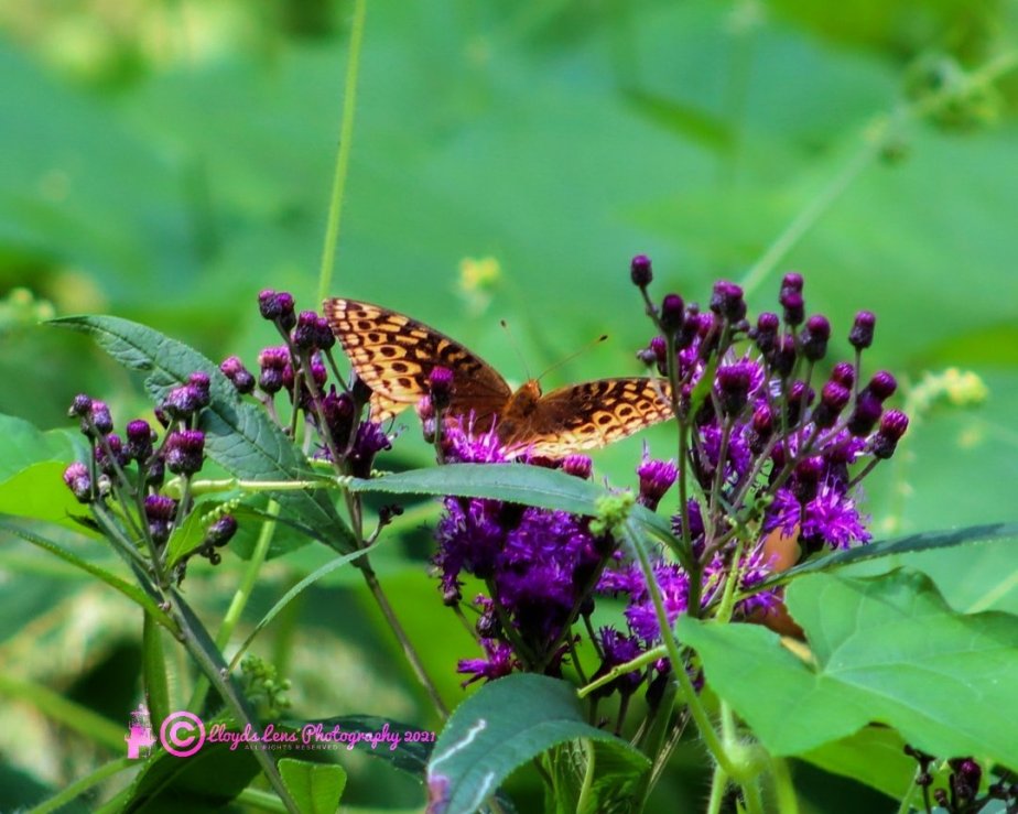 In Summer’s Waning&nbsp;Glow