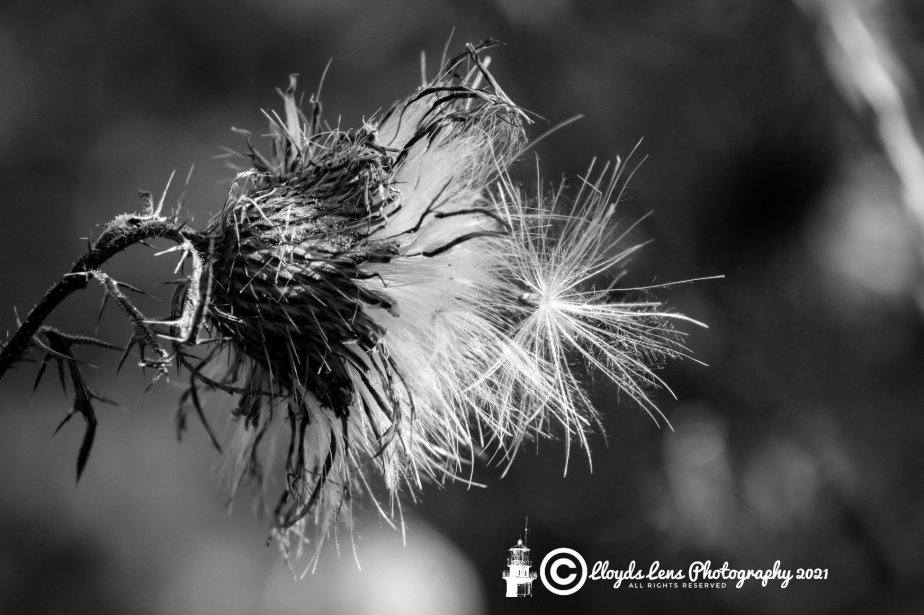 A Little Trivia About&nbsp;Thistles