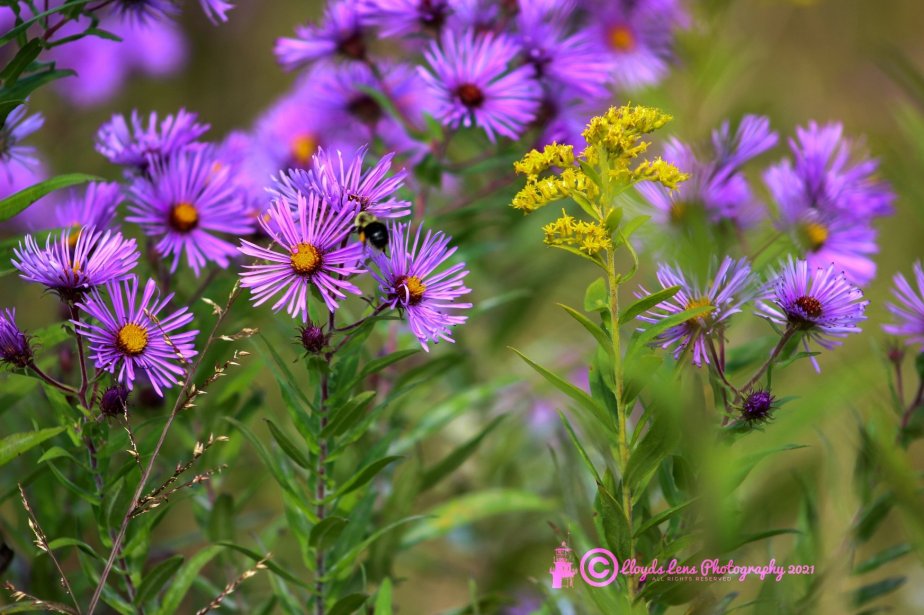 Saturday Musings In&nbsp;Fall