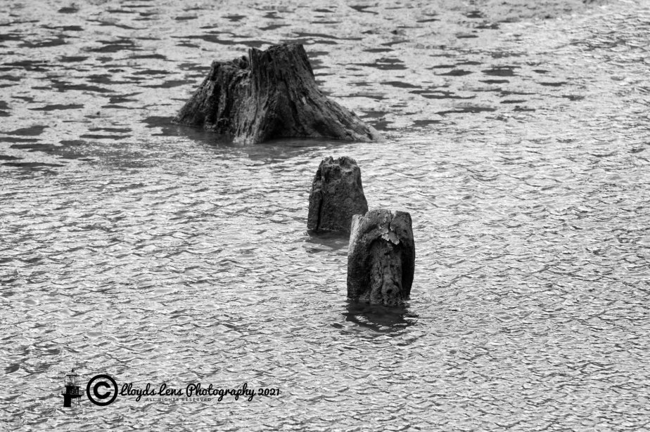 A Vist To Ghost Forest At Salmon&nbsp;Run