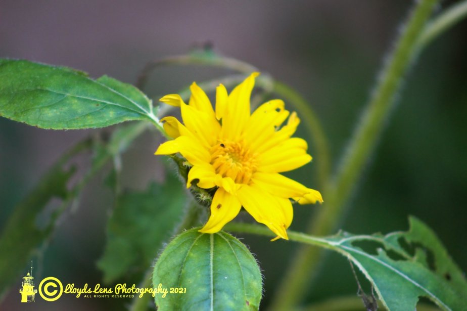 Forage Friday #129 Mountain&nbsp;Arnica