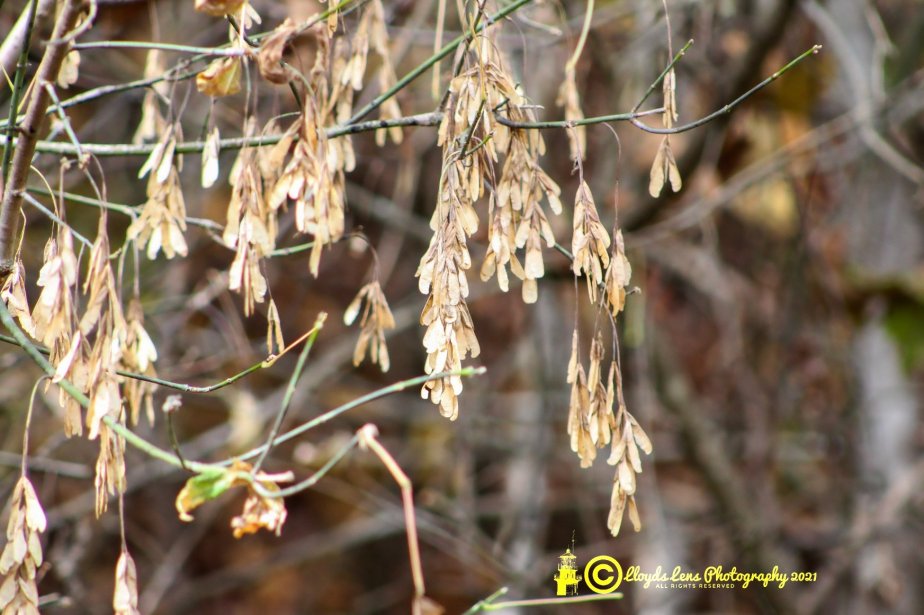 Forage Friday #132 Box&nbsp;Elder