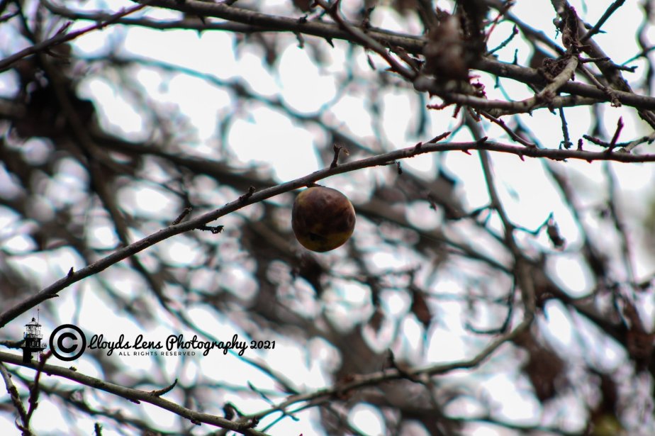 Forage Friday #133 – Empty Bag&nbsp;Syndrome